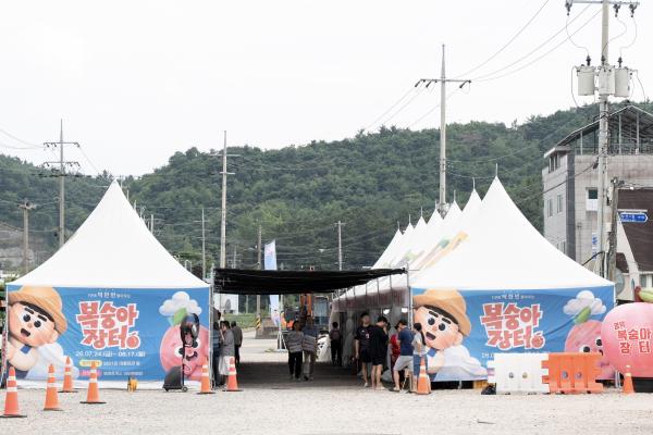 영덕군, ‘2026 복숭아 장터’ 개장 17일까지 산지 직송